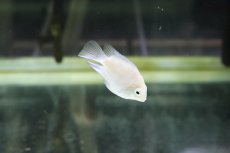 画像3: 【淡水魚】【通販】バルーンホワイトメタリックブルーパロット【1匹 サンプル画像】(±2-5cm)(大型魚)(生体)(熱帯魚)ＮＫＯ (3)