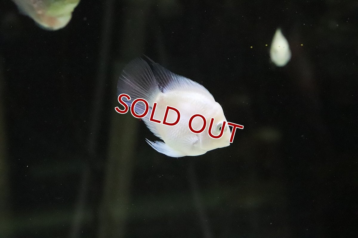 画像4: 【淡水魚】バルーンホワイトメタリックブルーパロット【1匹 サンプル画像】(±2-5cm)(大型魚)(生体)(熱帯魚)ＮＫＯ (4)