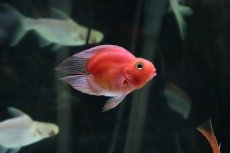 画像1: 【淡水魚】【通販】珍種 ハートテールパロットファイヤー【１匹】(±6cm)(大型魚)(生体)(熱帯魚)ＮＫＯ (1)