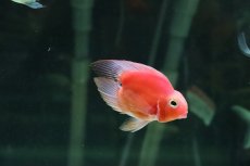 画像2: 【淡水魚】【通販】珍種 ハートテールパロットファイヤー【１匹】(±6cm)(大型魚)(生体)(熱帯魚)ＮＫＯ (2)