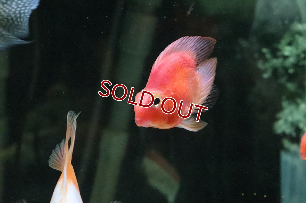 画像3: 【淡水魚】珍種 ハートテールパロットファイヤー【１匹】(±6cm)(大型魚)(生体)(熱帯魚)ＮＫＯ (3)