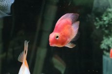 画像3: 【淡水魚】【通販】珍種 ハートテールパロットファイヤー【１匹】(±6cm)(大型魚)(生体)(熱帯魚)ＮＫＯ (3)