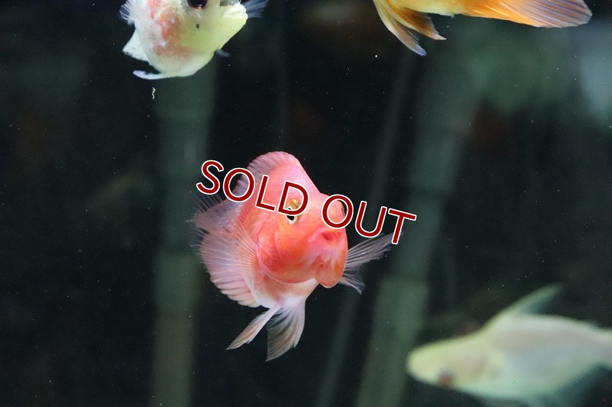 画像4: 【淡水魚】珍種 ハートテールパロットファイヤー【１匹】(±6cm)(大型魚)(生体)(熱帯魚)ＮＫＯ (4)