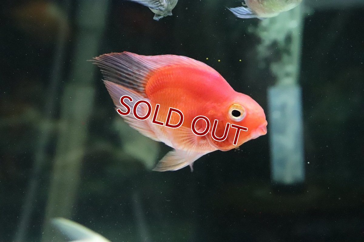 画像5: 【淡水魚】珍種 ハートテールパロットファイヤー【１匹】(±6cm)(大型魚)(生体)(熱帯魚)ＮＫＯ (5)