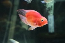 画像5: 【淡水魚】【通販】珍種 ハートテールパロットファイヤー【１匹】(±6cm)(大型魚)(生体)(熱帯魚)ＮＫＯ (5)