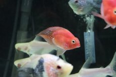 画像6: 【淡水魚】【通販】珍種 ハートテールパロットファイヤー【１匹】(±6cm)(大型魚)(生体)(熱帯魚)ＮＫＯ (6)