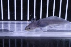 画像3: 【淡水魚】【通販】ウーパールーパー (ブラック)【1匹 サンプル画像】(±5-7cm)(ウーパールーパー)（生体）(淡水)NK (3)