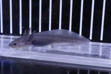 画像4: 【淡水魚】【通販】ウーパールーパー (ブラック)【1匹 サンプル画像】(±5-7cm)(ウーパールーパー)（生体）(淡水)NK (4)