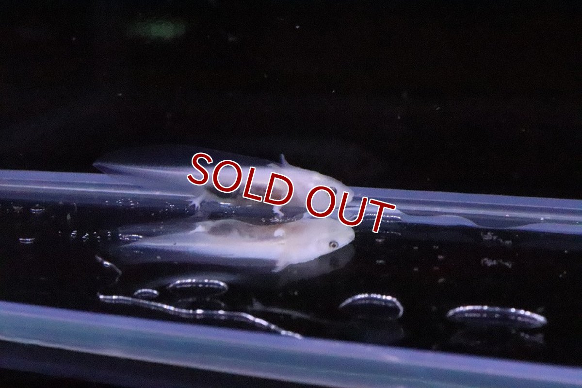 画像2: 【淡水魚】【通販】ウーパールーパー(黒目リューシ)【1匹 サンプル画像】(±3-6cm)(生体)(熱帯魚)ＮＫ (2)