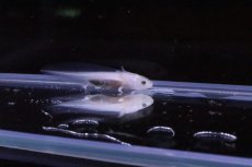 画像2: 【淡水魚】【通販】ウーパールーパー(黒目リューシ)【1匹 サンプル画像】(±2cm)(ウーパールーパー)(生体)(熱帯魚)ＮＫ (2)