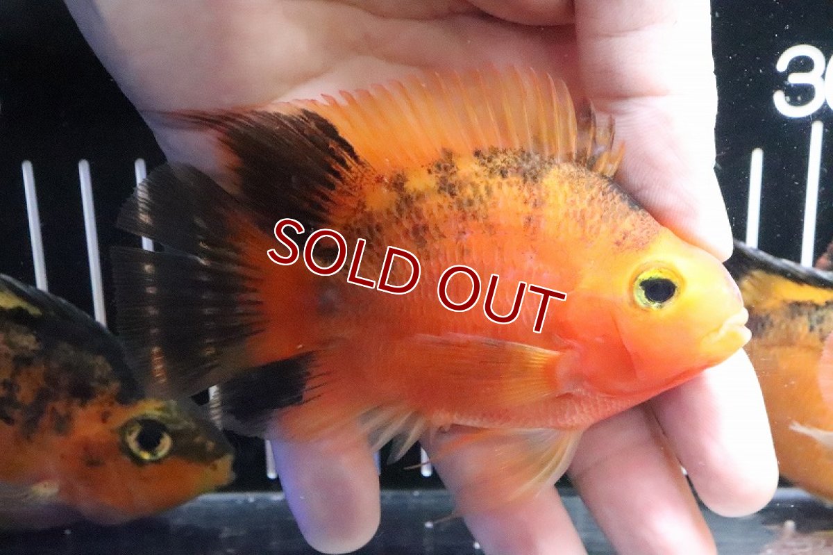 画像2: 【淡水魚】レア種 特価 レッドタイガーパロット(トラパロット)【１匹】(±10cm)(大型魚)(生体)(淡水)NKO (2)