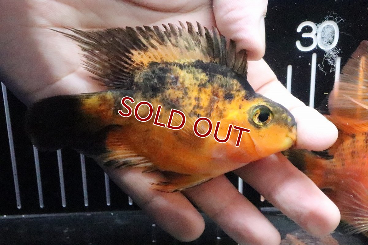 画像3: 【淡水魚】レア種 特価 レッドタイガーパロット(トラパロット)【１匹】(±10cm)(大型魚)(生体)(淡水)NKO (3)