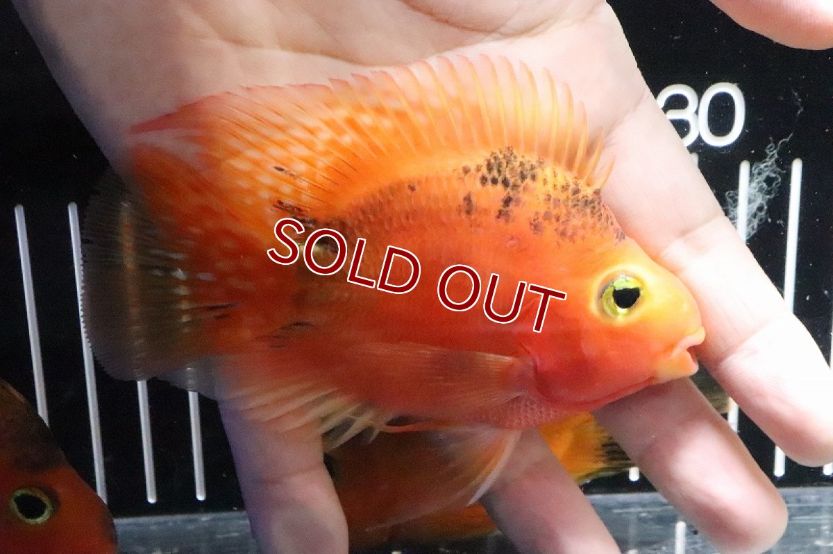 画像4: 【淡水魚】レア種 特価 レッドタイガーパロット(トラパロット)【１匹】(±10cm)(大型魚)(生体)(淡水)NKO (4)