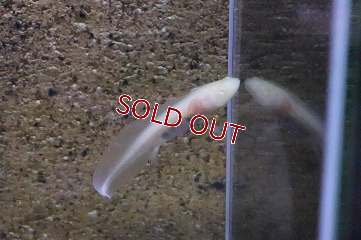 画像2: 【淡水魚】【通販】ウーパールーパー アルビノ【1匹 サンプル画像】(±2cm)(ウーパールーパー)(生体)(淡水)NK (2)