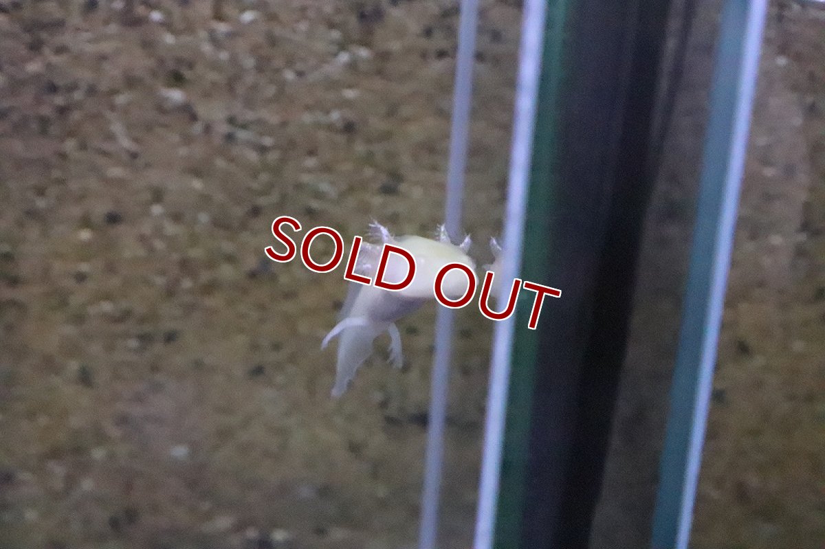 画像3: 【淡水魚】【通販】ウーパールーパー アルビノ【1匹 サンプル画像】(±2cm)(ウーパールーパー)(生体)(淡水)NK (3)