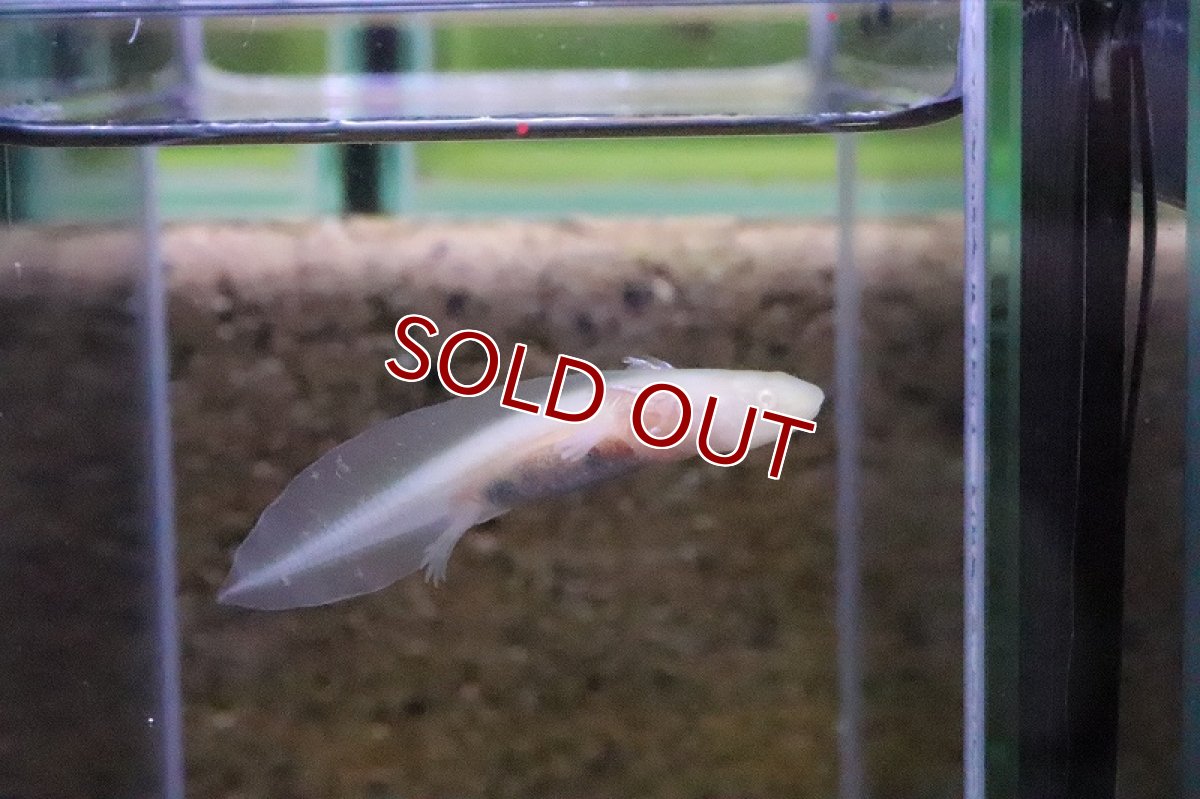 画像4: 【淡水魚】【通販】ウーパールーパー アルビノ【1匹 サンプル画像】(±2cm)(ウーパールーパー)(生体)(淡水)NK (4)