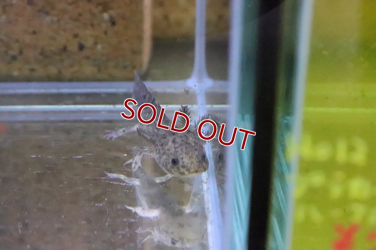 画像2: 【淡水魚】ウーパールーパー マーブル【1匹 サンプル画像】(ウーパールーパー)(生体)(淡水)NK (2)