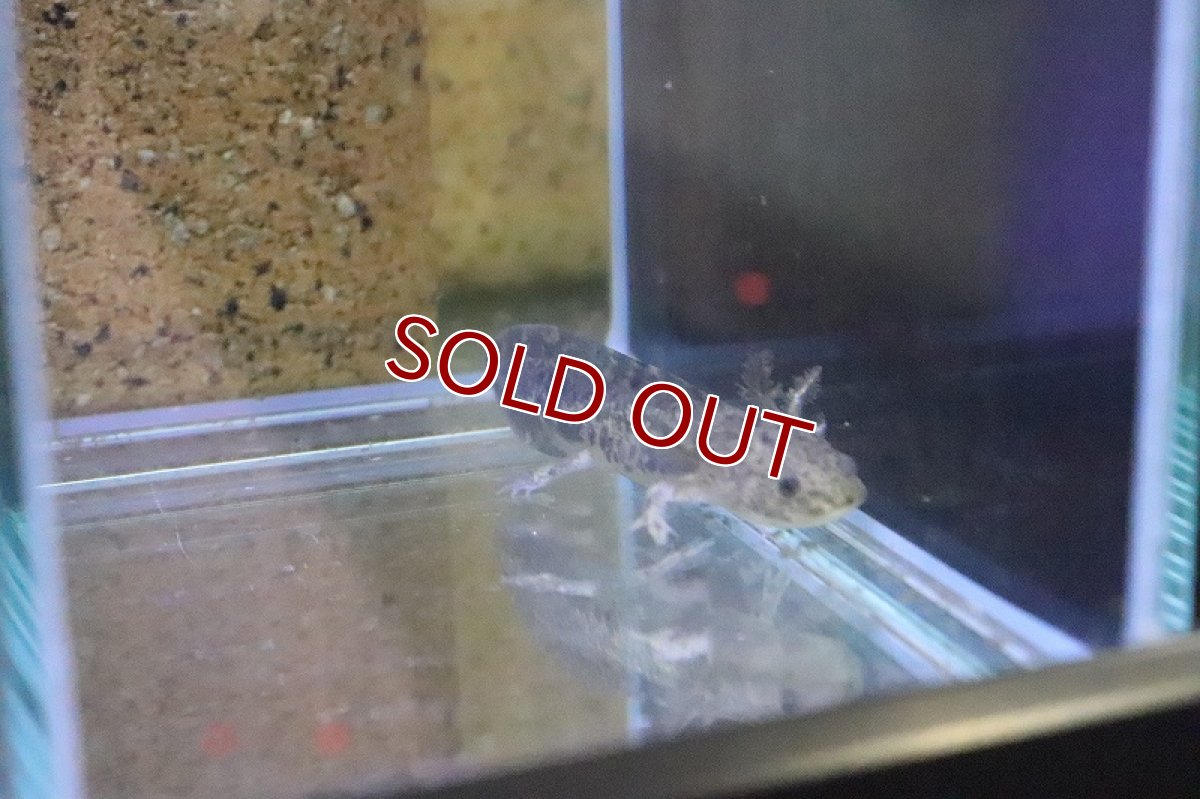 画像3: 【淡水魚】ウーパールーパー マーブル【1匹 サンプル画像】(ウーパールーパー)(生体)(淡水)NK (3)