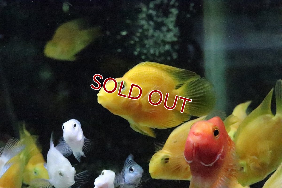 画像1: 【ウィンターセール 10％OFF対象商品】【淡水魚】イエローパロット【1匹 サンプル画像】(±6-7cm)(大型魚)(生体)(淡水)NKO (1)