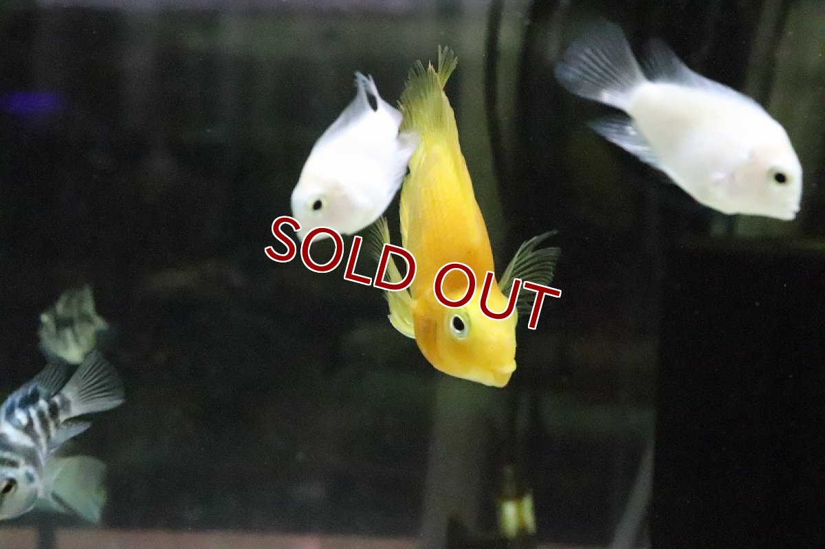 画像2: 【ウィンターセール 10％OFF対象商品】【淡水魚】イエローパロット【1匹 サンプル画像】(±6-7cm)(大型魚)(生体)(淡水)NKO (2)