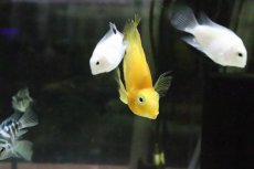 画像2: 【淡水魚】【通販】イエローパロット【1匹 サンプル画像】(±6-7cm)(大型魚)(生体)(淡水)NKO (2)