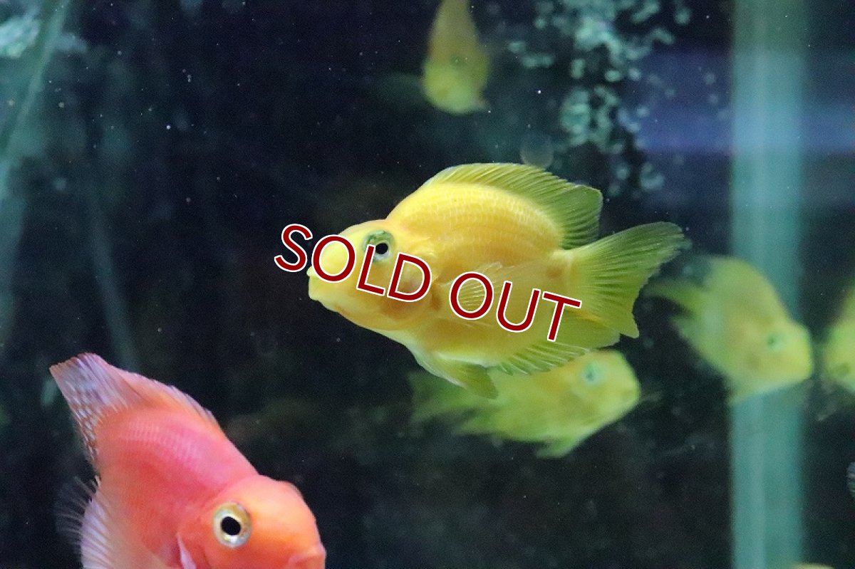 画像3: 【ウィンターセール 10％OFF対象商品】【淡水魚】イエローパロット【1匹 サンプル画像】(±6-7cm)(大型魚)(生体)(淡水)NKO (3)