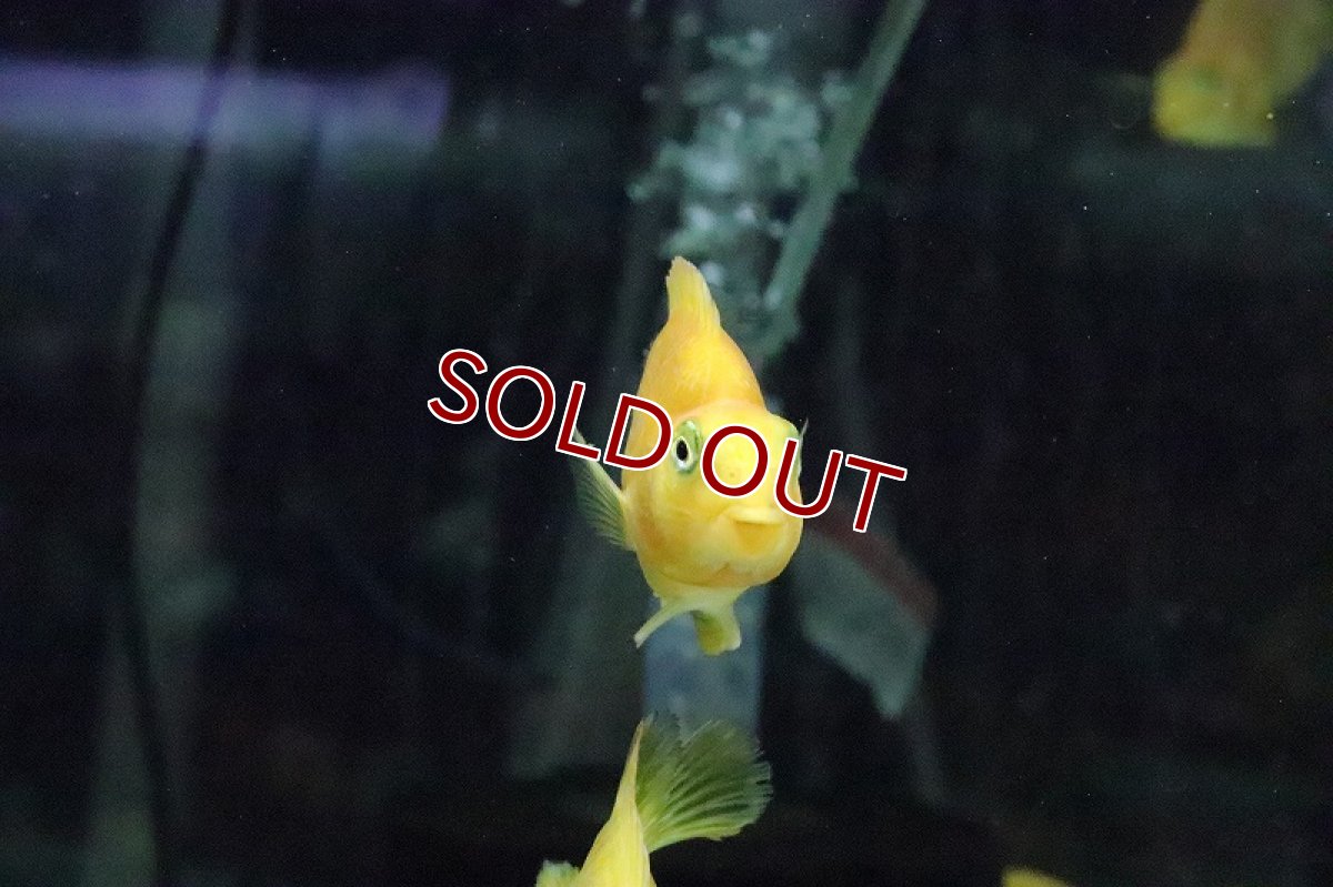 画像5: 【ウィンターセール 10％OFF対象商品】【淡水魚】イエローパロット【1匹 サンプル画像】(±6-7cm)(大型魚)(生体)(淡水)NKO (5)
