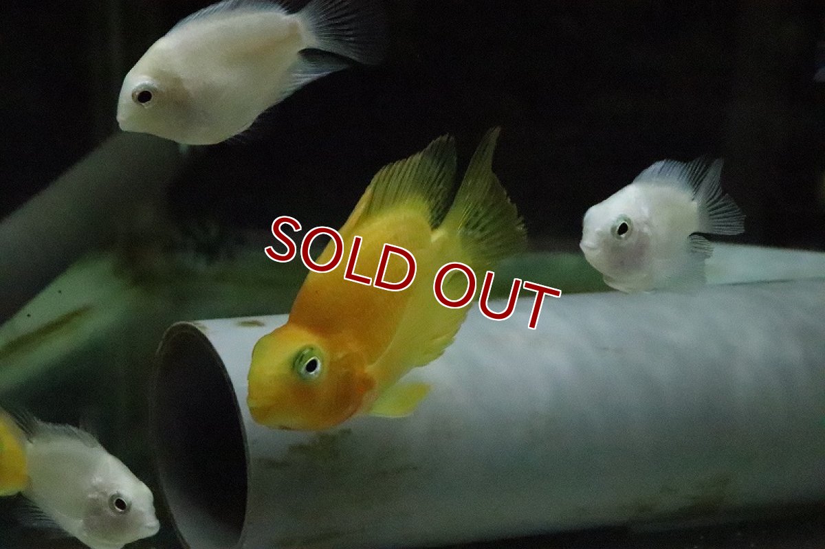 画像6: 【ウィンターセール 10％OFF対象商品】【淡水魚】イエローパロット【1匹 サンプル画像】(±6-7cm)(大型魚)(生体)(淡水)NKO (6)