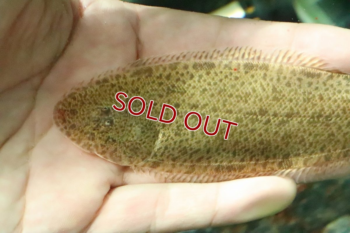 画像2: 【淡水魚】ロングボディ淡水カレイ バンコク産 ワイルド【１匹】(±10-13cm)(淡水カレイ)(生体)(淡水)NK (2)