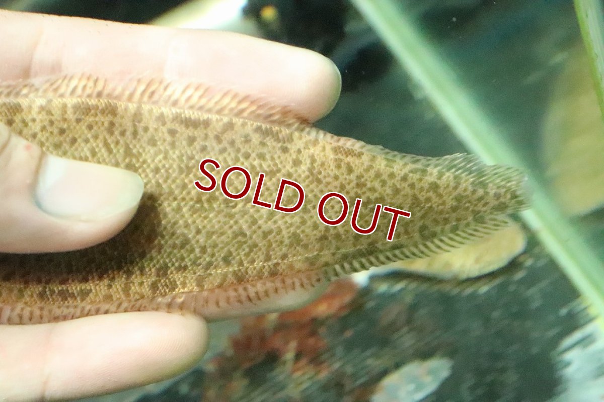 画像3: 【淡水魚】ロングボディ淡水カレイ バンコク産 ワイルド【１匹】(±10-13cm)(淡水カレイ)(生体)(淡水)NK (3)