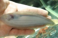 画像4: 【淡水魚】【通販】ロングボディ淡水カレイ バンコク産 ワイルド【１匹】(±10-13cm)(淡水カレイ)(生体)(淡水)NK (4)