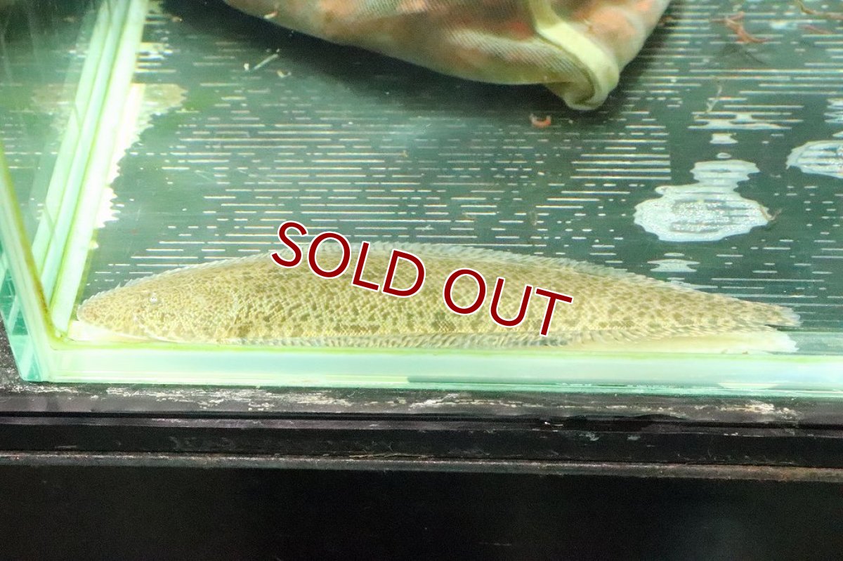 画像5: 【淡水魚】ロングボディ淡水カレイ バンコク産 ワイルド【１匹】(±10-13cm)(淡水カレイ)(生体)(淡水)NK (5)