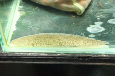 画像5: 【淡水魚】【通販】ロングボディ淡水カレイ バンコク産 ワイルド【１匹】(±10-13cm)(淡水カレイ)(生体)(淡水)NK (5)