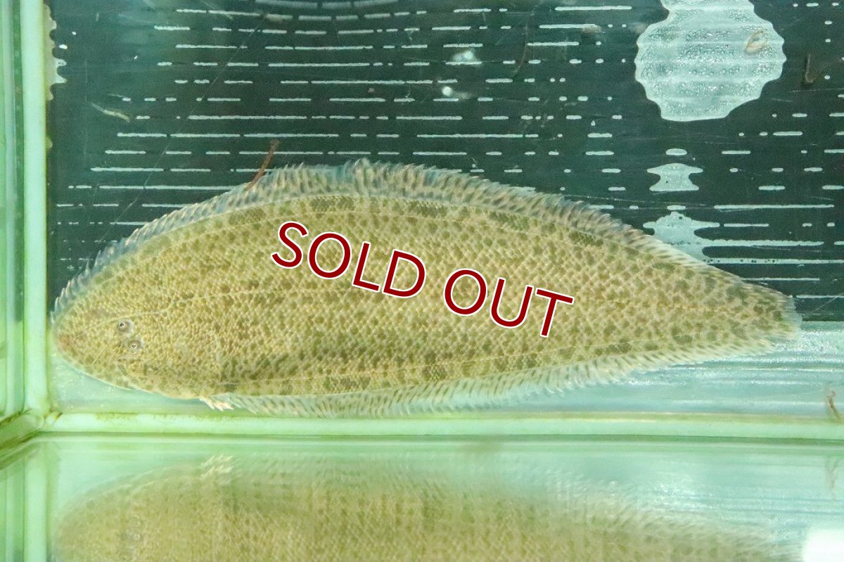 画像6: 【淡水魚】ロングボディ淡水カレイ バンコク産 ワイルド【１匹】(±10-13cm)(淡水カレイ)(生体)(淡水)NK (6)