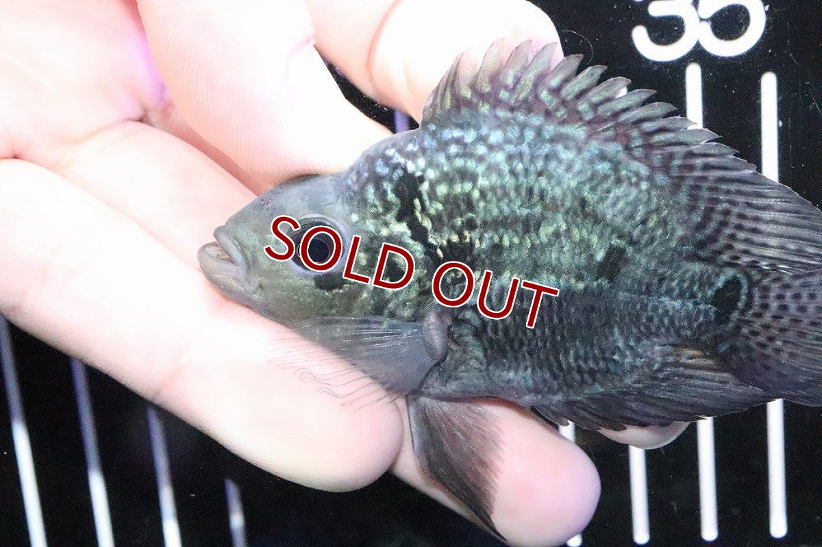 画像2: 【淡水魚】上物 フラワーホーンパロット(キリンパロット)【１匹】(±8-9cm)(大型魚)(生体)(淡水)NKO (2)