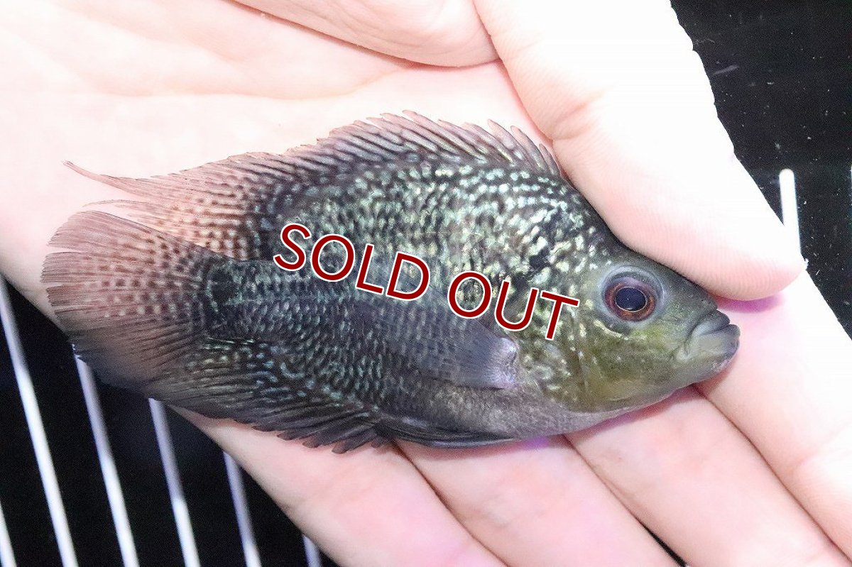 画像3: 【淡水魚】上物 フラワーホーンパロット(キリンパロット)【１匹】(±8-9cm)(大型魚)(生体)(淡水)NKO (3)