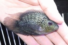 画像3: 【淡水魚】【通販】上物 フラワーホーンパロット(キリンパロット)【１匹】(±8-9cm)(大型魚)(生体)(淡水)NKO (3)