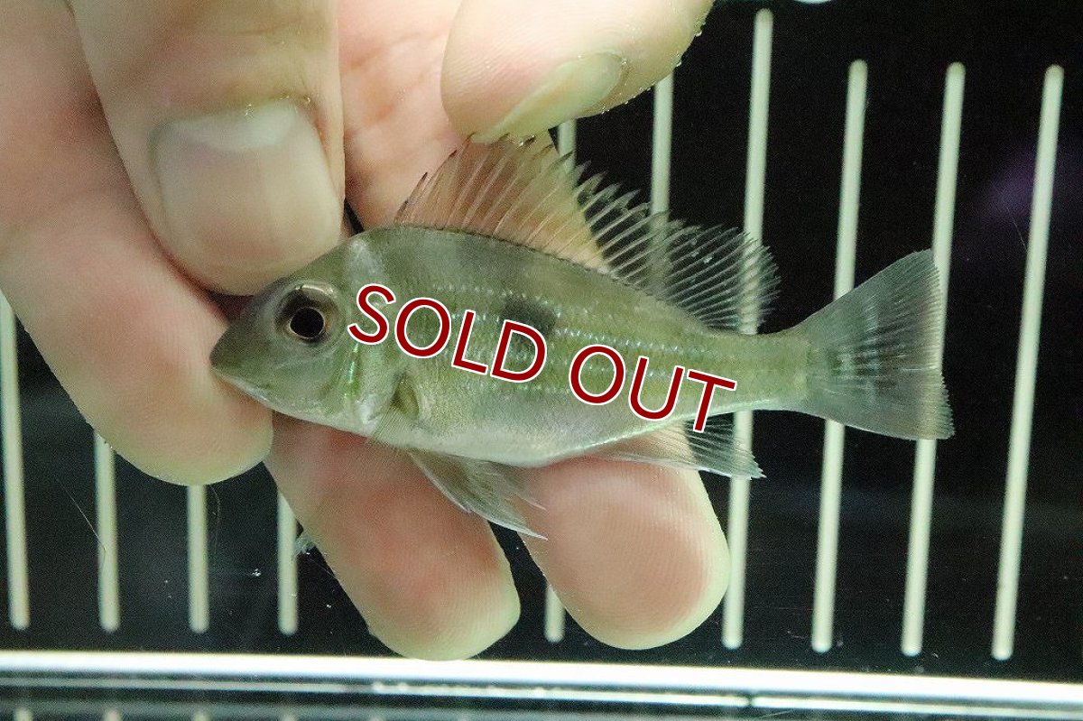 画像1: 【淡水魚】【通販】大特価 ゲオファーガス スベニー【１匹 サンプル画像】(±5-6cm)(大型魚)(生体)(淡水)NKO (1)