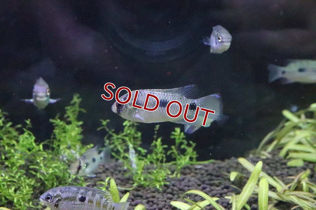 画像2: 【淡水魚】特価 レタカラspブッケルコップ シングー産 ワイルド【１匹】(生体)(淡水)NK (2)