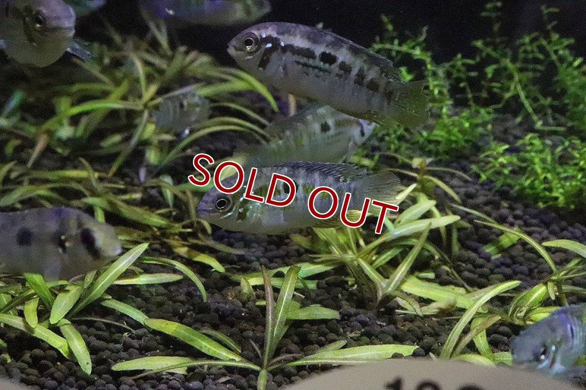 画像3: 【淡水魚】特価 レタカラspブッケルコップ シングー産 ワイルド【１匹】(生体)(淡水)NK (3)