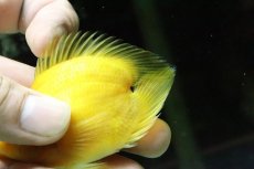 画像2: 【淡水魚】【通販】レア種 ハートテールイエローパロット【１匹】(±5-6cm)(大型魚)(生体)(淡水)NKO (2)