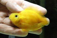 画像3: 【淡水魚】【通販】レア種 ハートテールイエローパロット【１匹】(±5-6cm)(大型魚)(生体)(淡水)NKO (3)