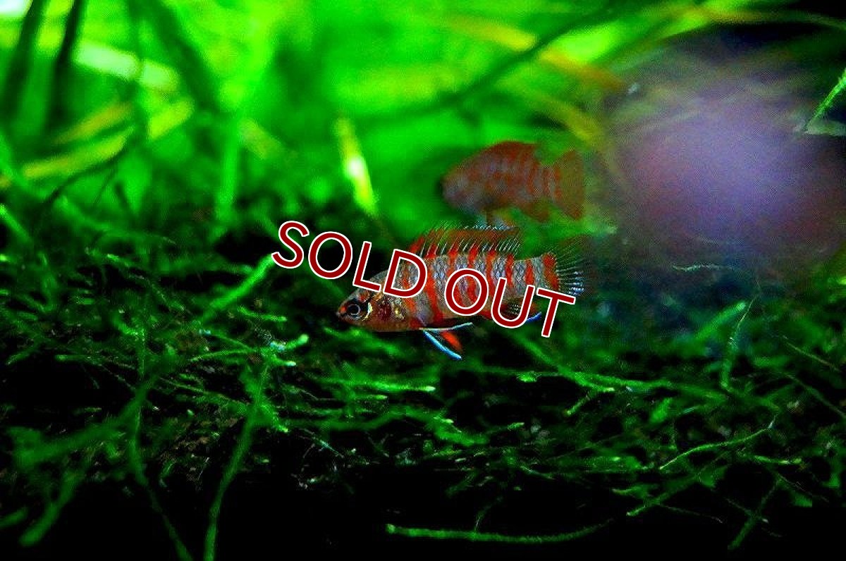 画像1: 【アーリーサマーセール10%OFFクーポン番号（10）対象商品 淡水魚】【淡水魚】【通販】スカーレットジェム【1匹 サンプル画像】(±1cm)(熱帯魚)(生体)(淡水)NK (1)