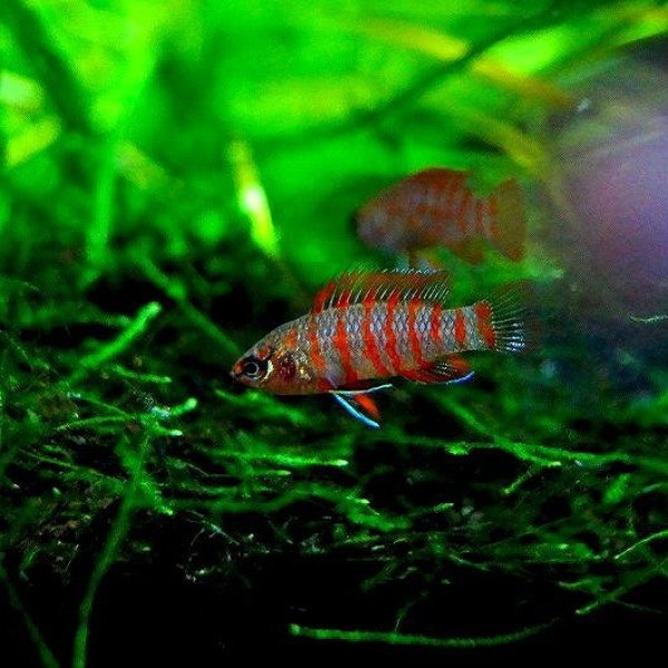 淡水魚 スカーレットジェム １匹 1cm 熱帯魚 生体 淡水 Nk ペットバルーン ネットショップ