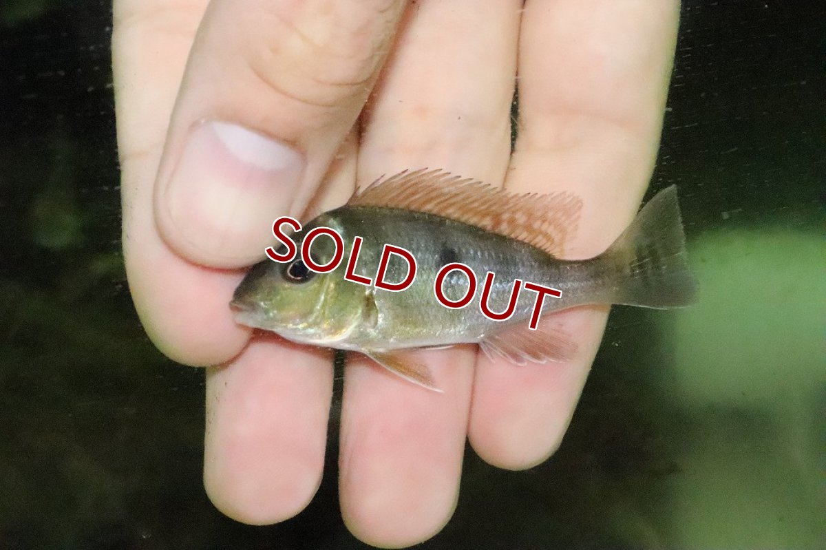 画像2: 【淡水魚】激安大特価 ゲオファーガス スベニ【１匹】(±4cm)(大型魚)(生体)(淡水)NKO (2)