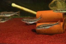 画像2: 【淡水魚】【通販】キクラ ピニマ【1匹 サンプル画像】(±5cm)(大型魚)(生体)(淡水)NKO (2)