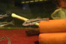 画像3: 【淡水魚】【通販】キクラ ピニマ【1匹 サンプル画像】(±5cm)(大型魚)(生体)(淡水)NKO (3)