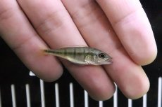 画像1: 【淡水魚】【通販】特価 キクラ メラニアエ【1匹 サンプル画像】(±4-5cm)(大型魚)(生体)(淡水)NKO (1)