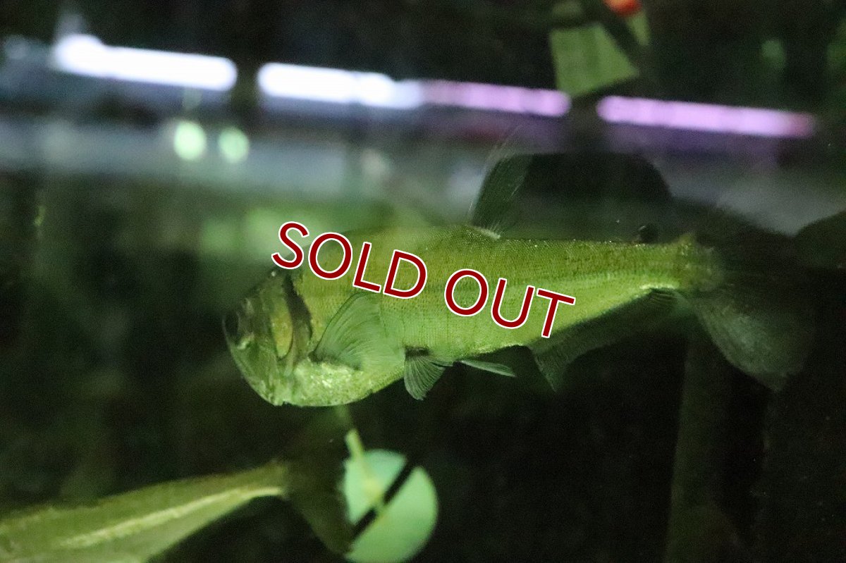 画像2: 【淡水魚】激安大特価 大きめ レッドフィンペーシュカショーロ ワイルド【１匹】(±11-14cm)(大型魚)（生体）（熱帯魚）NKO (2)