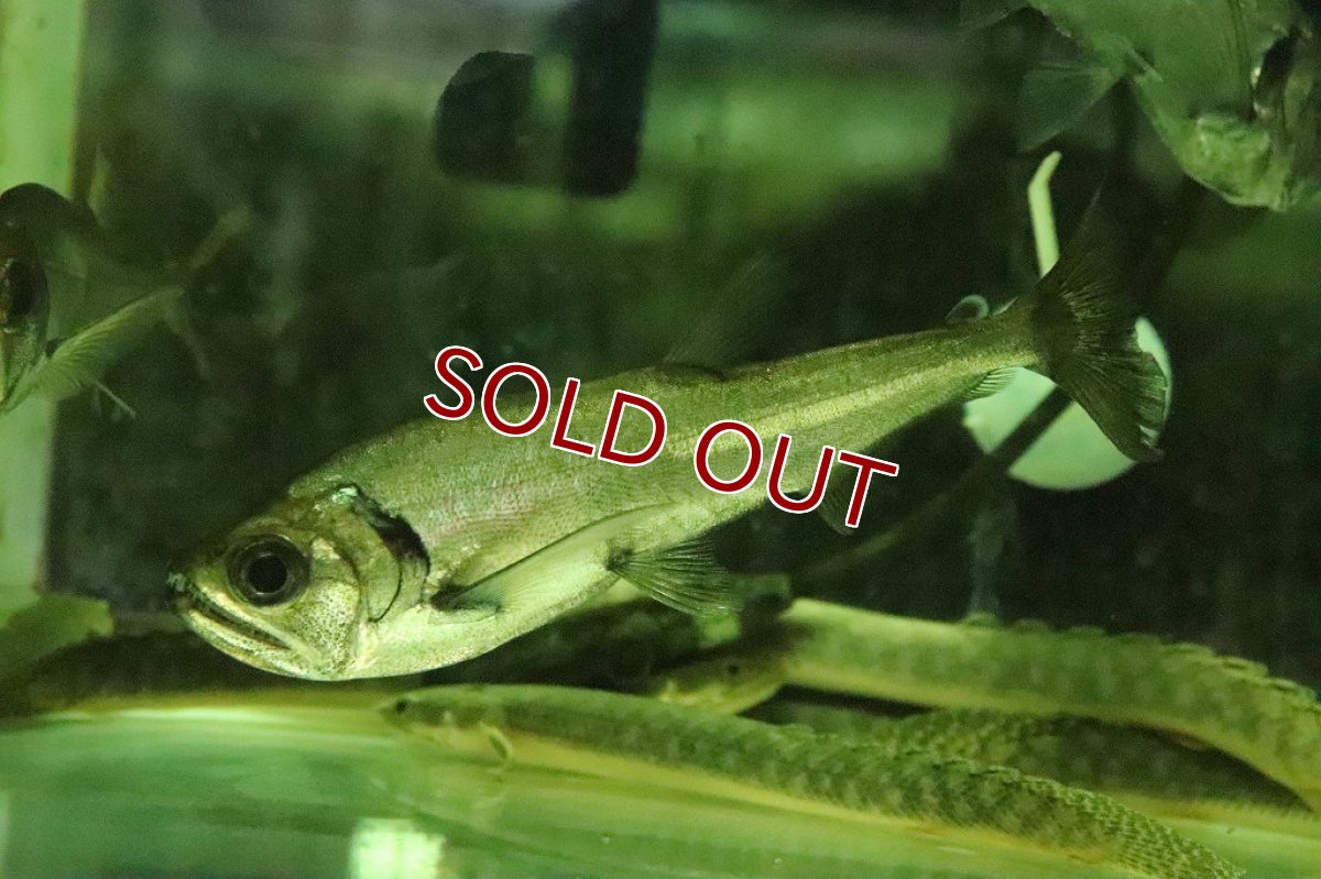 画像3: 【淡水魚】激安大特価 大きめ レッドフィンペーシュカショーロ ワイルド【１匹】(±11-14cm)(大型魚)（生体）（熱帯魚）NKO (3)